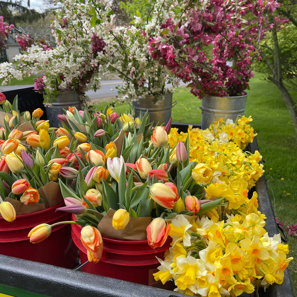 OTFF: Spring Flower Subscription: (May 2024, 4 weeks, weekly)