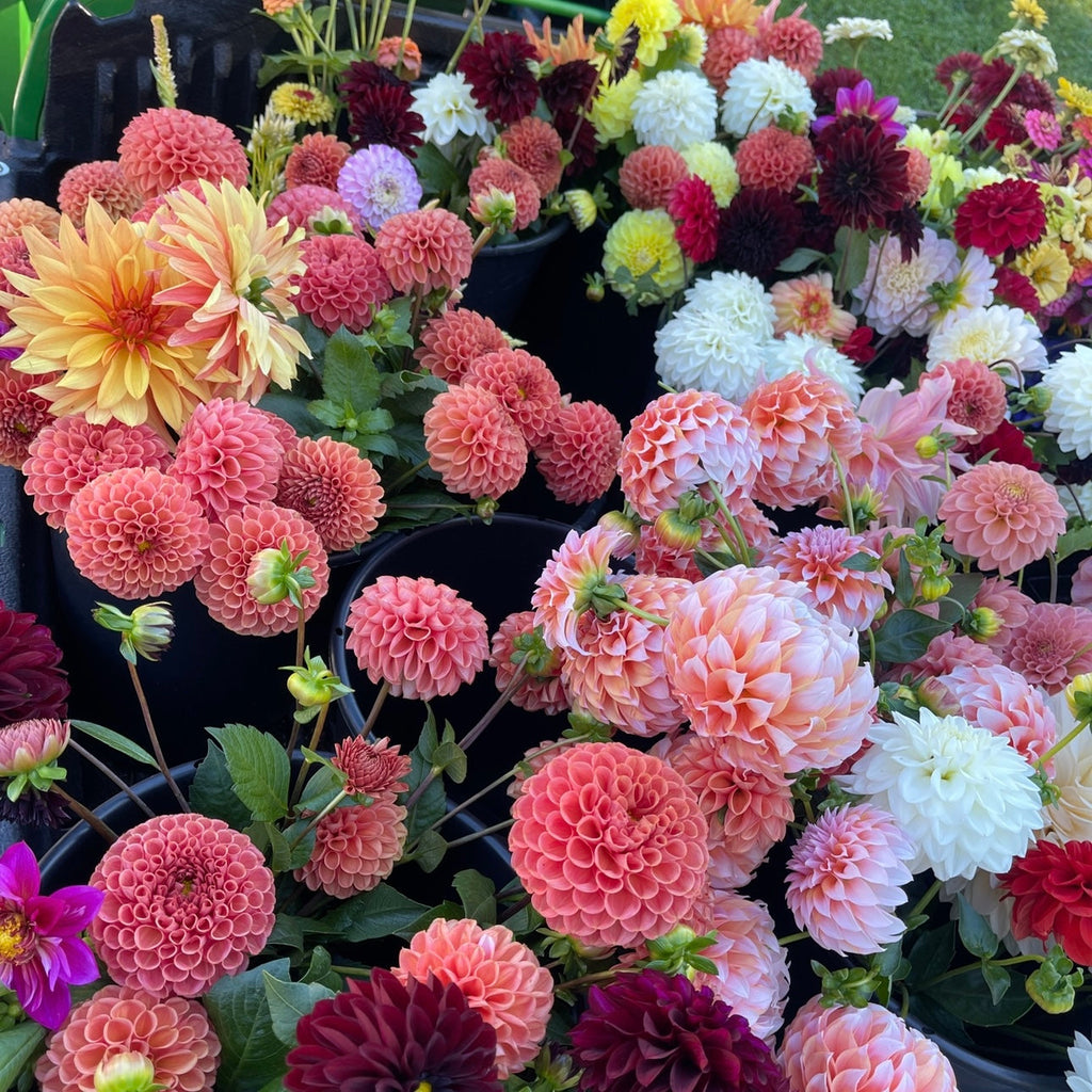 OTFF: Summer Flower Subscription: (July 2024- September 2024, 6 weeks, Bi weekly)