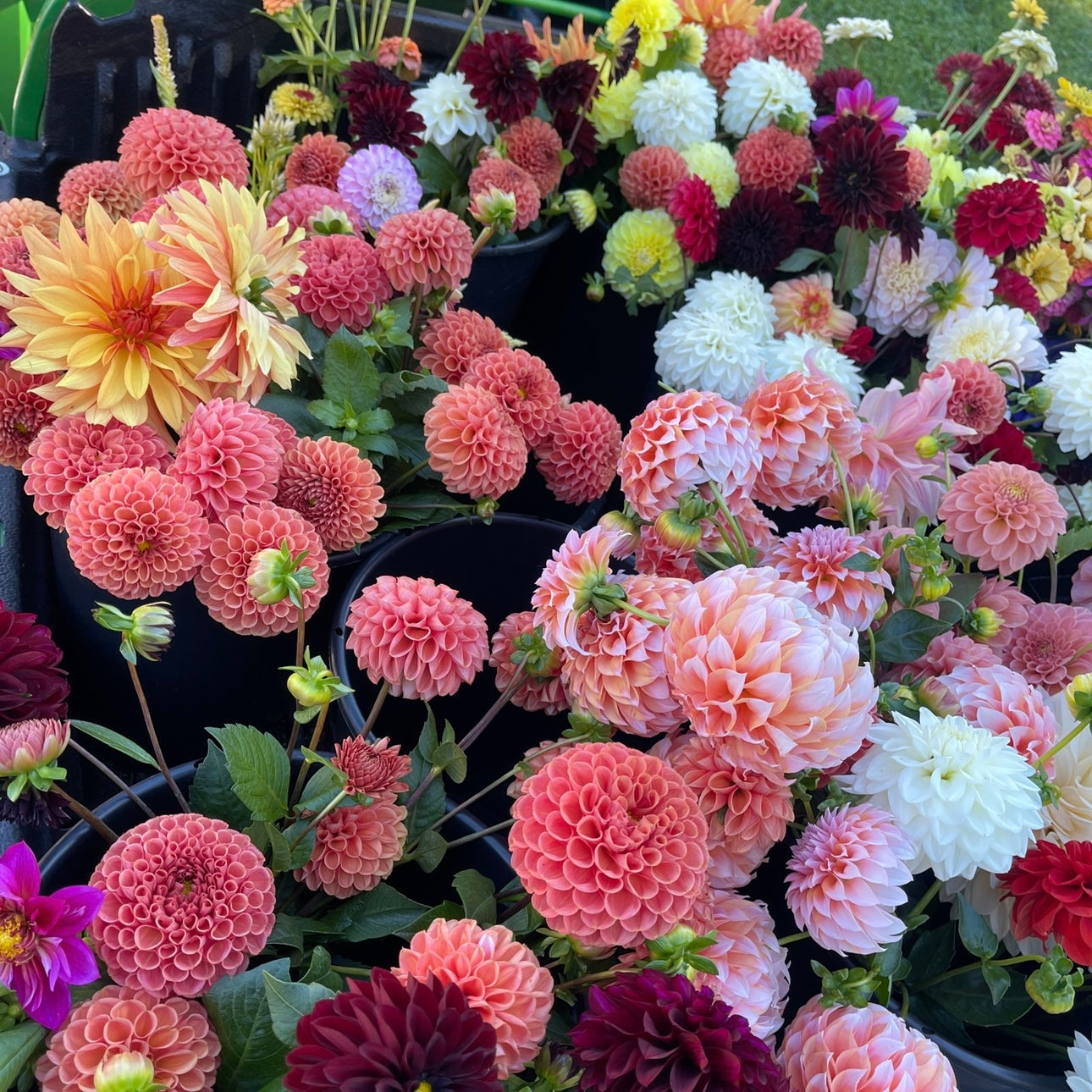 OTFF: Summer Flower Subscription: (July 2024- September 2024, 6 weeks, Bi weekly)