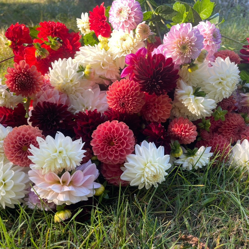 OTFF: Summer Flower Subscription: (July 2024- September 2024, 6 weeks, Bi weekly)